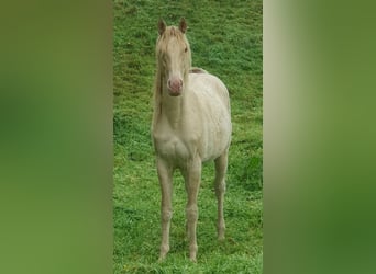 American Paint Horse, Stute, 2 Jahre, 153 cm, Champagne