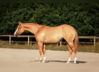 American Paint Horse, Stute, 2 Jahre, 153 cm, Falbe