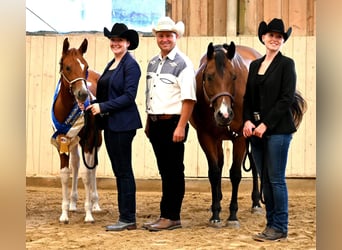 American Paint Horse, Stute, 2 Jahre, 160 cm, Tobiano-alle-Farben