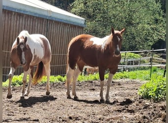 American Paint Horse, Stute, 2 Jahre, 160 cm, Tobiano-alle-Farben