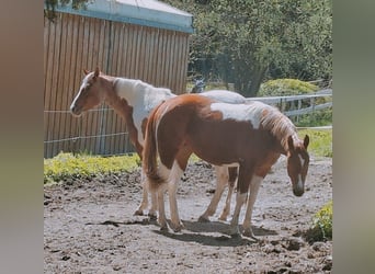 American Paint Horse, Stute, 2 Jahre, 160 cm, Tobiano-alle-Farben