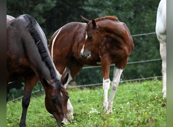 American Paint Horse, Stute, 2 Jahre, 160 cm, Tobiano-alle-Farben
