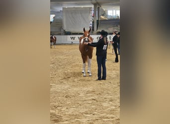 American Paint Horse, Stute, 2 Jahre, 160 cm, Tobiano-alle-Farben