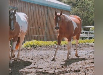 American Paint Horse, Stute, 2 Jahre, 160 cm, Tobiano-alle-Farben