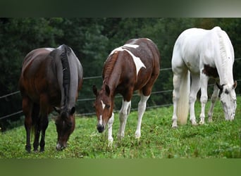 American Paint Horse, Stute, 2 Jahre, 160 cm, Tobiano-alle-Farben