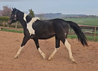 American Paint Horse, Stute, 2 Jahre, Tobiano-alle-Farben