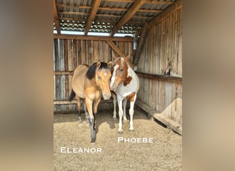 American Paint Horse, Stute, 2 Jahre, Tobiano-alle-Farben