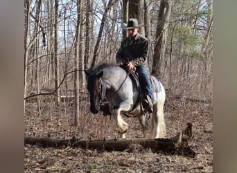 American Paint Horse, Stute, 3 Jahre, 142 cm, Roan-Blue