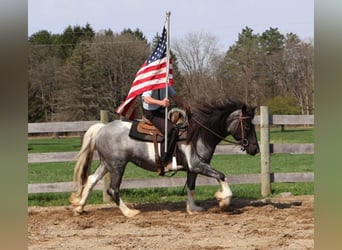 American Paint Horse, Stute, 3 Jahre, 142 cm, Roan-Blue