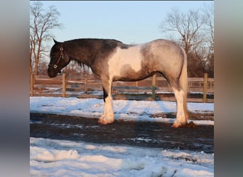 American Paint Horse, Stute, 3 Jahre, 142 cm, Roan-Blue