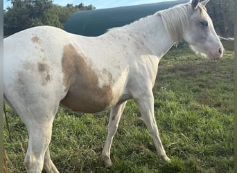 American Paint Horse, Stute, 3 Jahre, 143 cm, Tobiano-alle-Farben