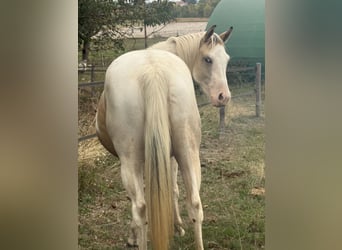 American Paint Horse, Stute, 3 Jahre, 143 cm, Tobiano-alle-Farben