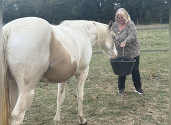American Paint Horse, Stute, 3 Jahre, 143 cm, Tobiano-alle-Farben