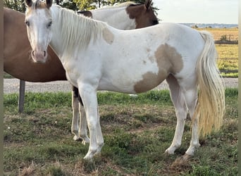 American Paint Horse, Stute, 3 Jahre, 143 cm, Tobiano-alle-Farben