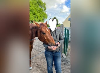 American Paint Horse, Stute, 3 Jahre, 144 cm, Dunkelfuchs