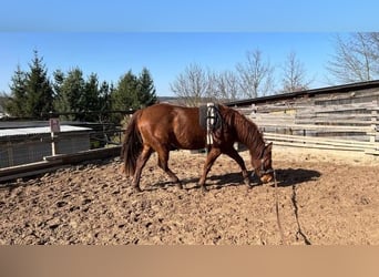 American Paint Horse, Stute, 3 Jahre, 144 cm, Dunkelfuchs