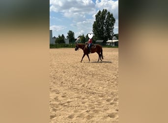 American Paint Horse, Stute, 3 Jahre, 144 cm, Dunkelfuchs