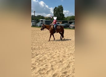 American Paint Horse, Stute, 3 Jahre, 144 cm, Dunkelfuchs