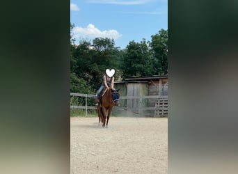 American Paint Horse, Stute, 3 Jahre, 144 cm, Dunkelfuchs
