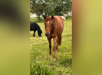American Paint Horse, Stute, 3 Jahre, 144 cm, Fuchs