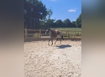 American Paint Horse, Stute, 3 Jahre, 145 cm, Roan-Blue