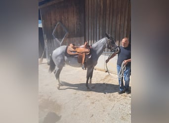 American Paint Horse, Stute, 3 Jahre, 145 cm, Roan-Blue
