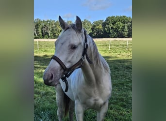 American Paint Horse, Stute, 3 Jahre, 147 cm, Champagne