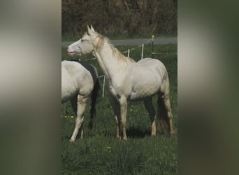 American Paint Horse, Stute, 3 Jahre, 150 cm, Perlino