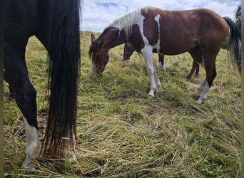 American Paint Horse, Stute, 3 Jahre, 150 cm, Schecke