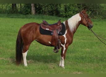 American Paint Horse, Stute, 3 Jahre, 150 cm, Tobiano-alle-Farben