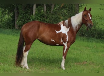 American Paint Horse, Stute, 3 Jahre, 150 cm, Tobiano-alle-Farben