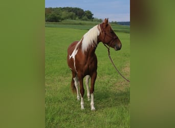 American Paint Horse, Stute, 3 Jahre, 150 cm, Tobiano-alle-Farben