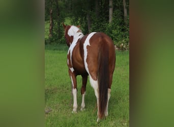 American Paint Horse, Stute, 3 Jahre, 150 cm, Tobiano-alle-Farben