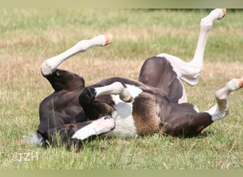 American Paint Horse, Stute, 3 Jahre, 150 cm