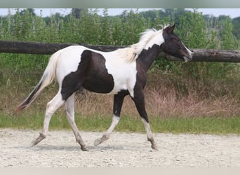 American Paint Horse, Stute, 3 Jahre, 150 cm