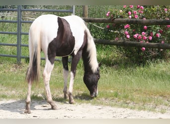 American Paint Horse, Stute, 3 Jahre, 150 cm
