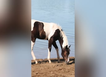 American Paint Horse, Stute, 3 Jahre, 150 cm