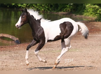 American Paint Horse, Stute, 3 Jahre, 150 cm