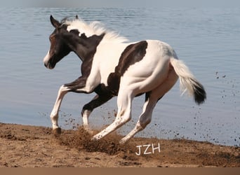 American Paint Horse, Stute, 3 Jahre, 150 cm