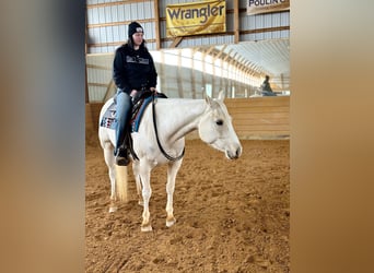American Paint Horse, Stute, 3 Jahre, 152 cm, Palomino