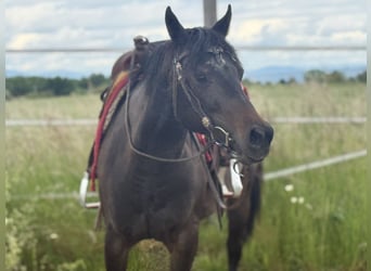 American Paint Horse, Stute, 3 Jahre, 153 cm, Dunkelbrauner