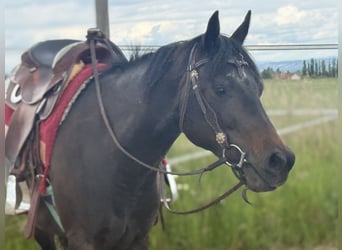 American Paint Horse, Stute, 3 Jahre, 153 cm, Dunkelbrauner