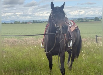 American Paint Horse, Stute, 3 Jahre, 153 cm, Dunkelbrauner