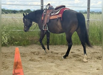 American Paint Horse, Stute, 3 Jahre, 153 cm, Dunkelbrauner