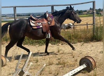 American Paint Horse, Stute, 3 Jahre, 153 cm, Dunkelbrauner