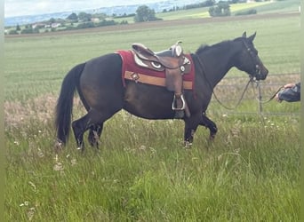 American Paint Horse, Stute, 3 Jahre, 153 cm, Dunkelbrauner