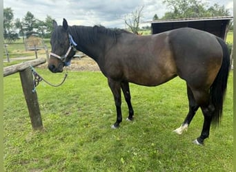 American Paint Horse, Stute, 3 Jahre, 153 cm, Dunkelbrauner