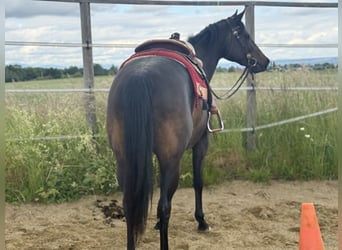 American Paint Horse, Stute, 3 Jahre, 153 cm, Dunkelbrauner