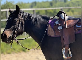 American Paint Horse, Stute, 3 Jahre, 153 cm, Schwarzbrauner