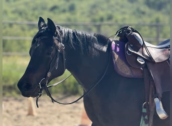 American Paint Horse, Stute, 3 Jahre, 153 cm, Schwarzbrauner